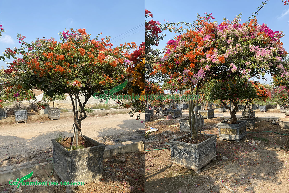 Vườn cây Hoa Giấy cảnh của Cây Ba Miền có rất nhiều kiểu dáng khác nhau