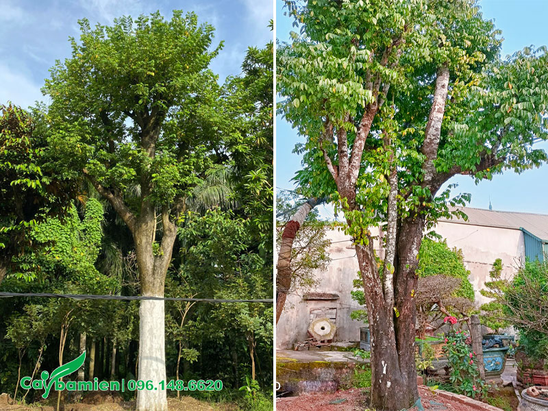 Vườn dâm ủ những cây khế công trình cao lớn, đường kính gốc 30 - 40cm