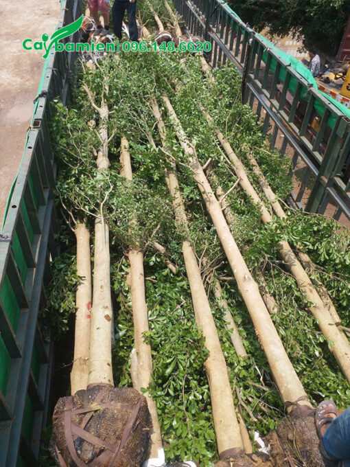 Vận chuyển bàng lá nhỏ đường kính 15cm đến công trình