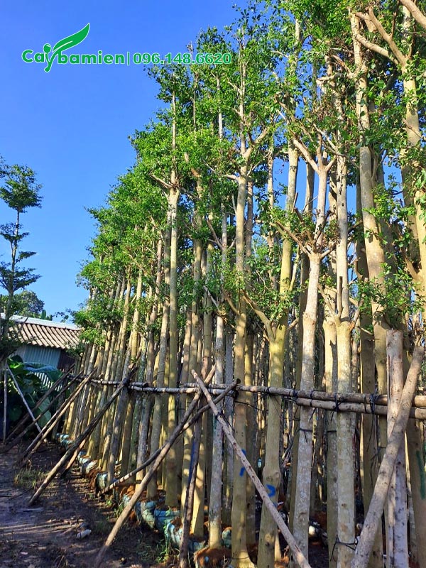 Hàng cây Bàng Đài Loan trồng ở dải phân cách đường phố