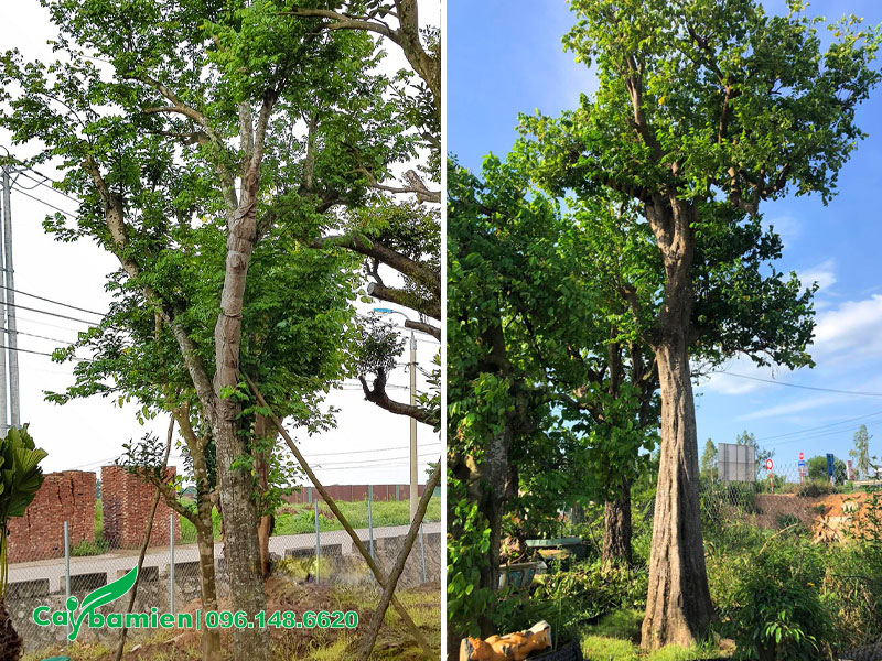 Những cây Khế lâu năm được dâm ủ kỹ đường kính gốc 25 - 35cm
