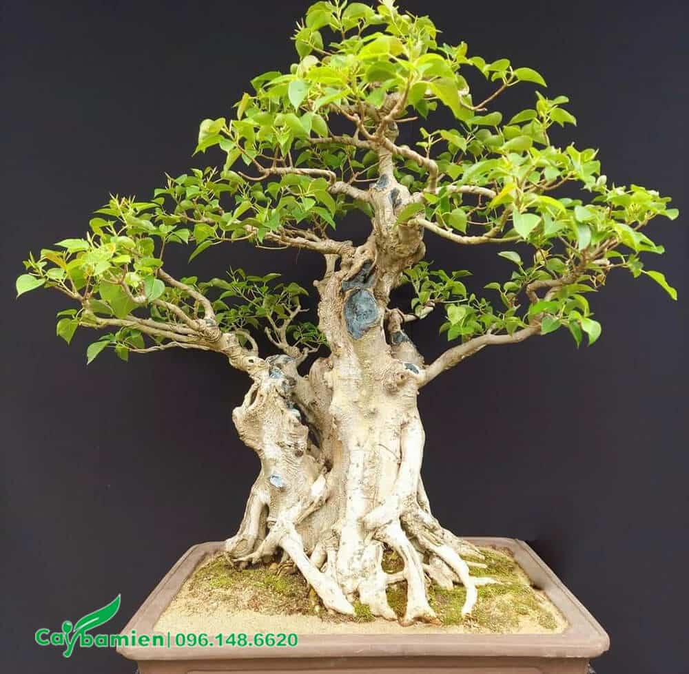 Bồ Đề bonsai dáng uốn siêu đẹp, gốc có nhiều rễ ốm với nhau