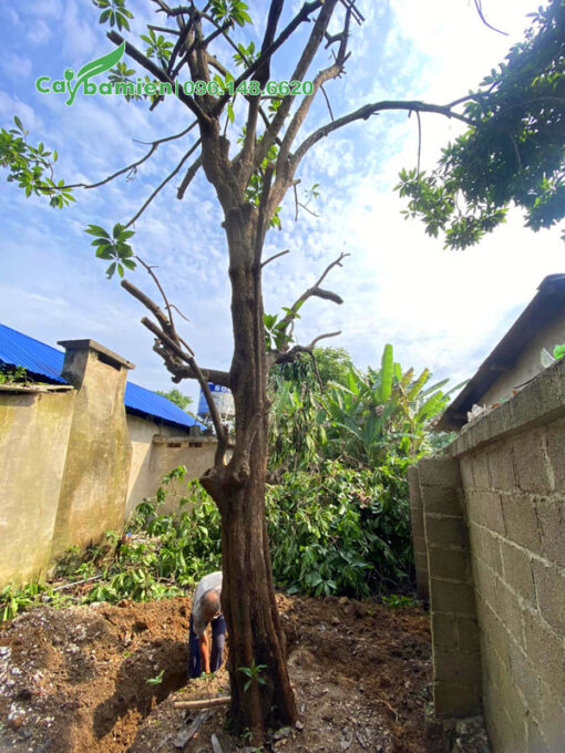 Đào đất bứng bầu cây Trứng Gà vanh 80cm