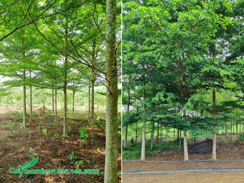 Dọn vườn và cắt tỉa cành trước mùa mưa cho cây Bàng Đài Loan