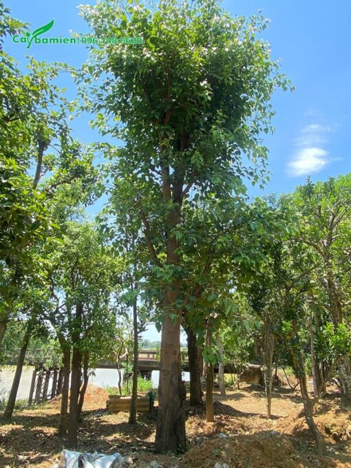 Cây Đề cao 6m giâm ủ tại vườn