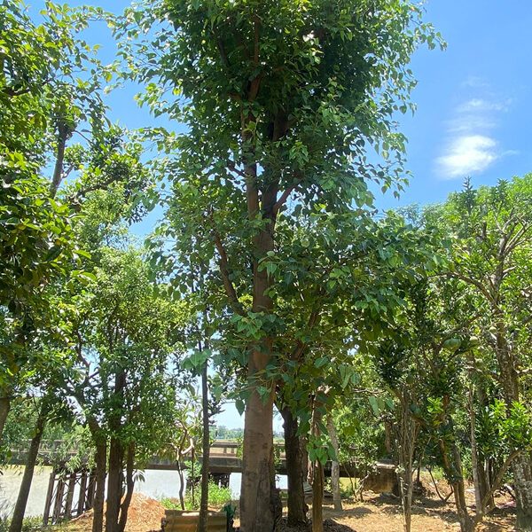 Cây Đề cao 6m giâm ủ tại vườn