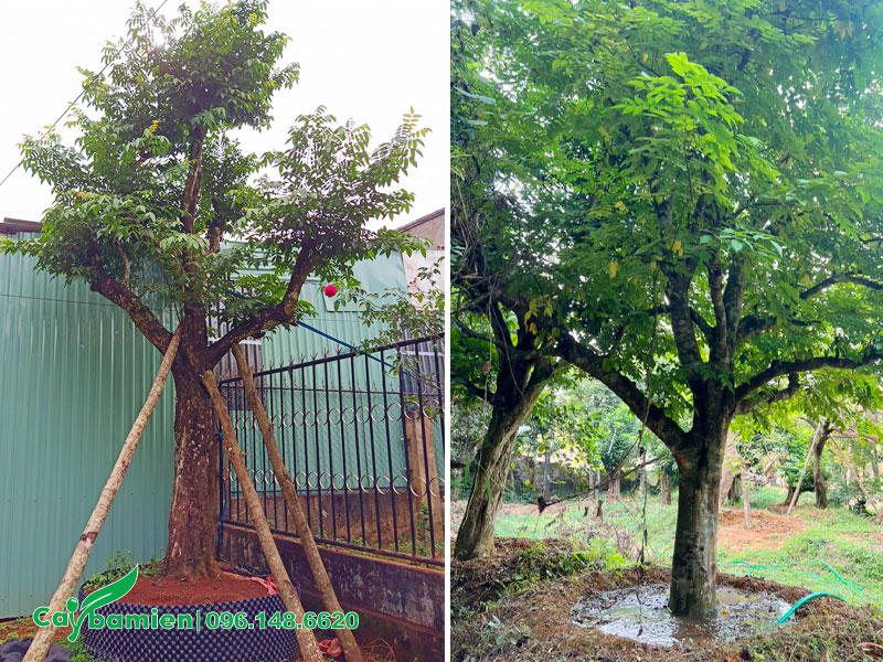 Thi công trồng cây khế cổ thụ đường kính gốc 25 - 30cm