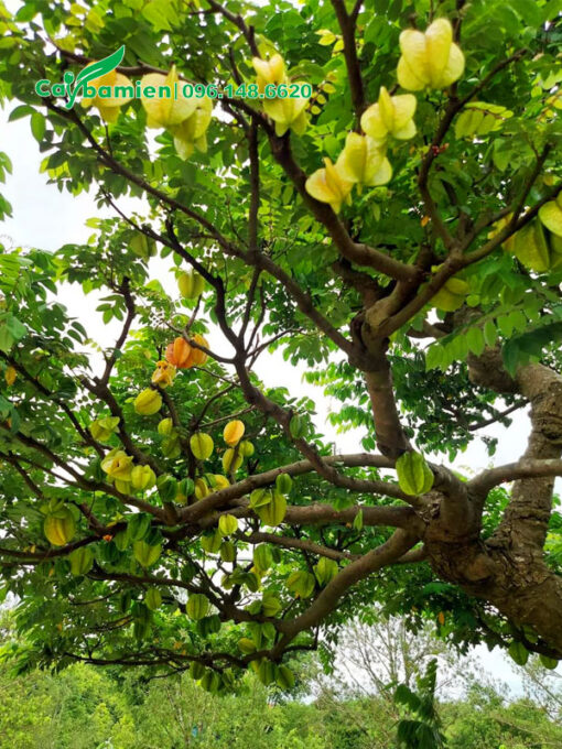 Quả khế treo đầy trên cành