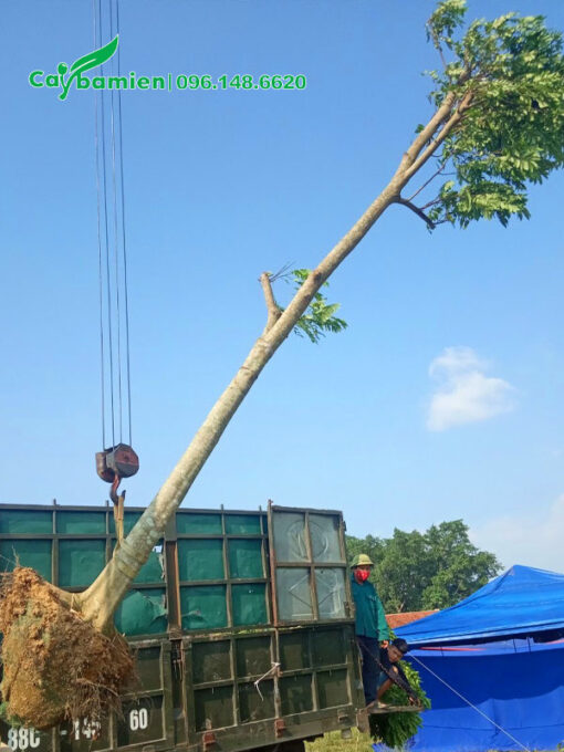 Cẩu cây Sấu công trình chiều cao hơn 5m