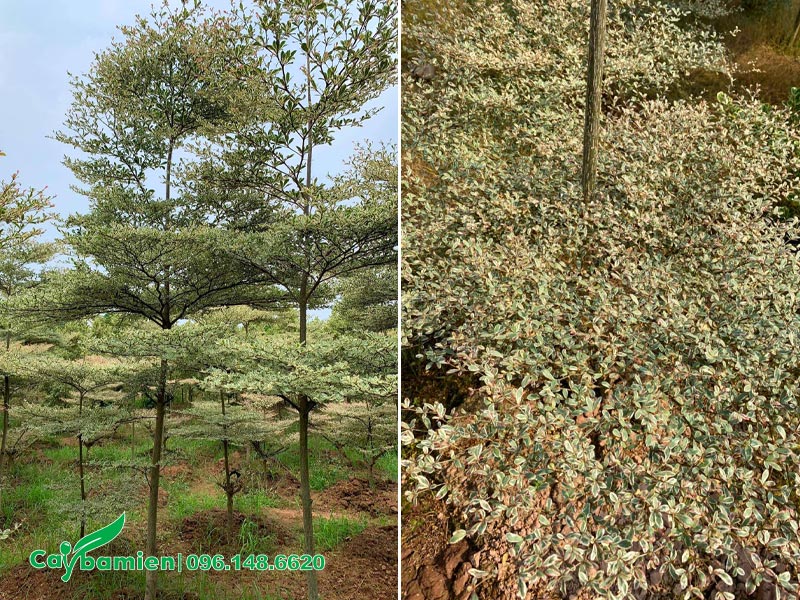 Vườn cây Bàng Đài Loan cẩm thạch đường kính gốc gần 5cm