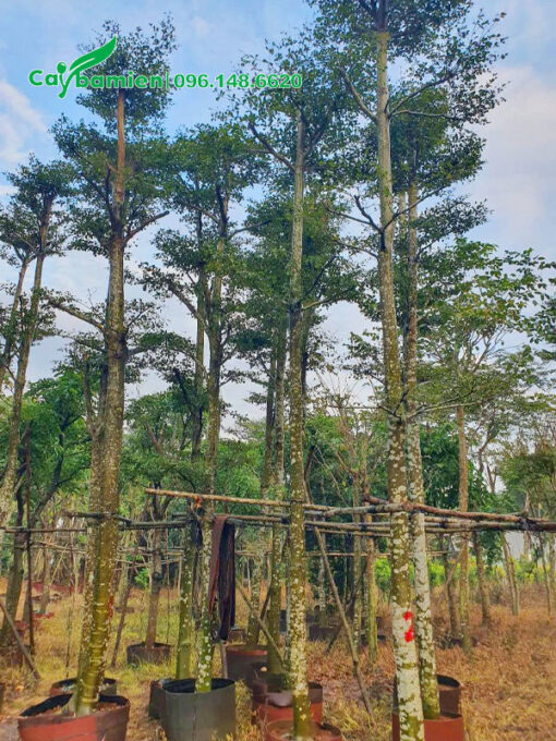 Cây đẹp, thân thẳng cao khoảng 6 - 7m