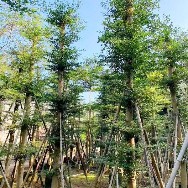 Vườn dâm ủ những cây Bàng Đài Loan cổ thụ, thân cao to