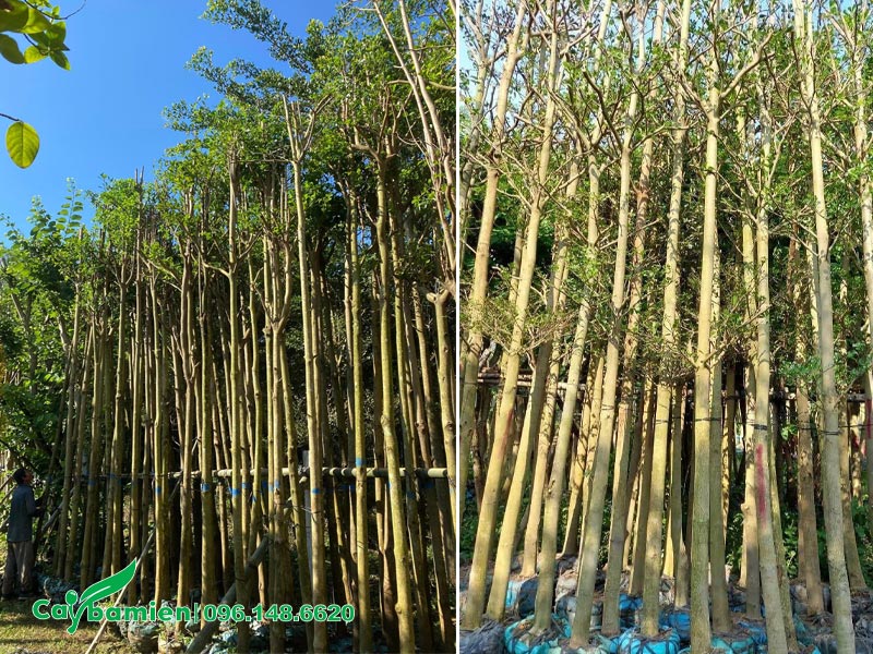 Vườn dâm ủ cây Bàng lá nhỏ Đài Loan cao 4m