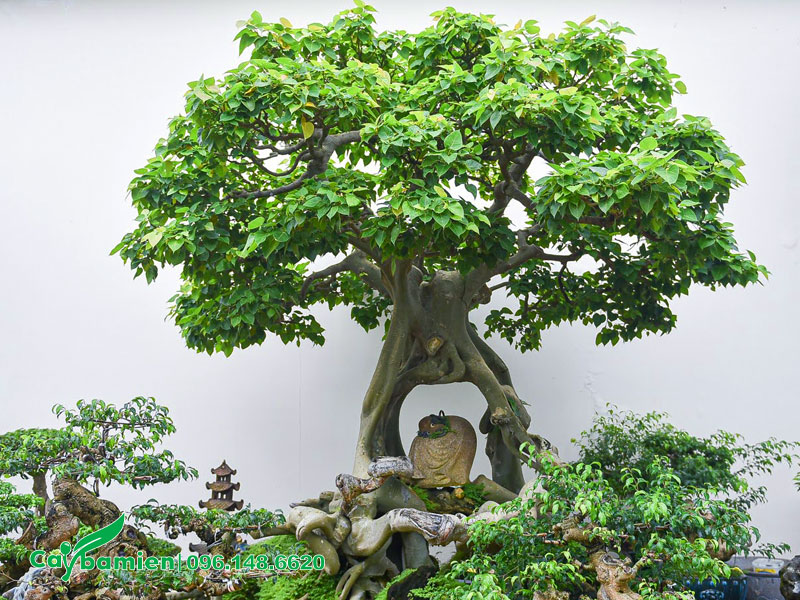 Cây Bồ Đề Bonsai đặt trong tiểu cảnh sân vườn đẹp