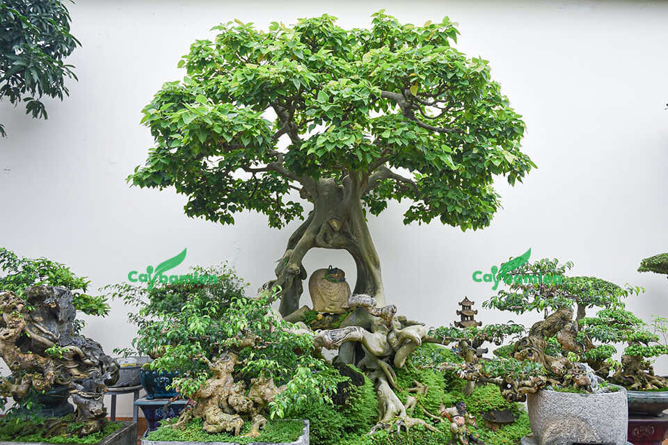 Cây Bồ Đề Bonsai đặt trong tiểu cảnh sân vườn đẹp