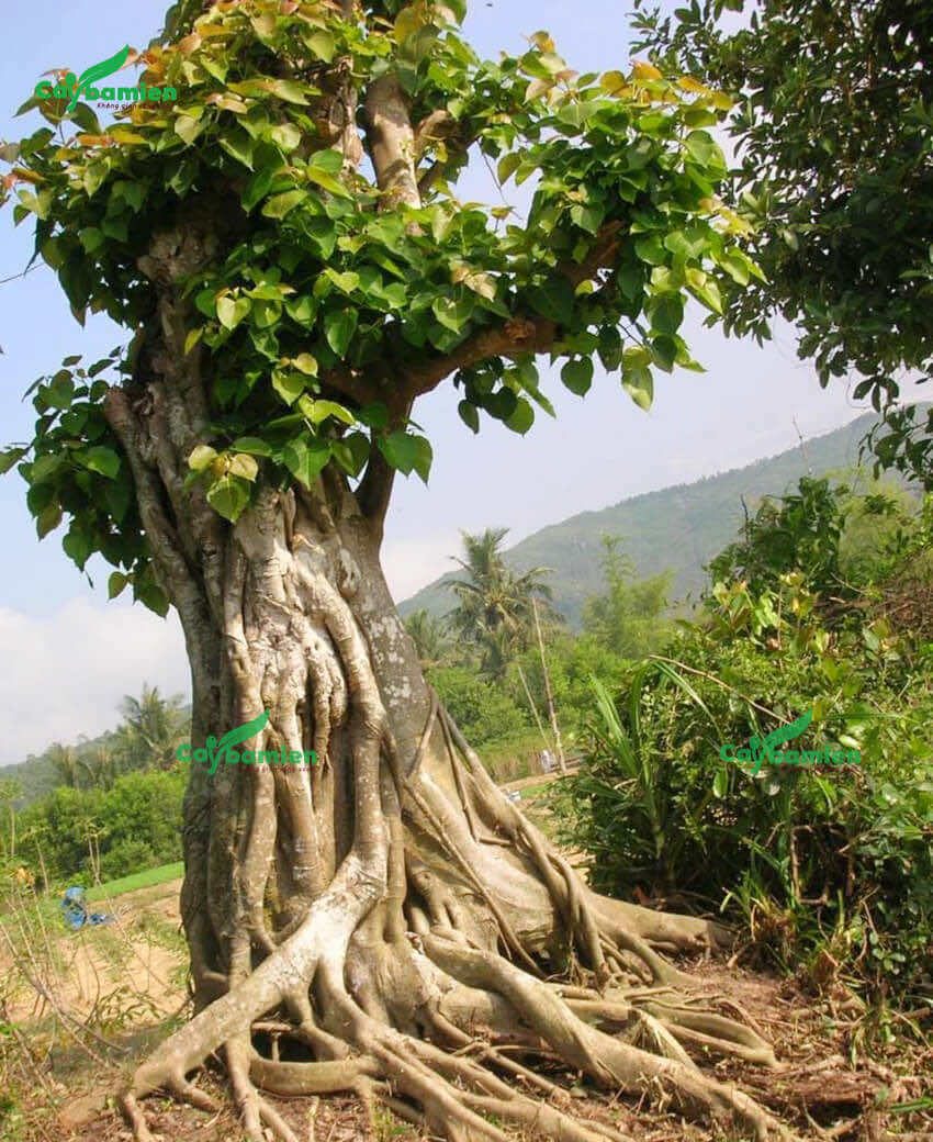 Một cây Bồ Đề lá đỏ lâu năm, có hệ rễ đẹp