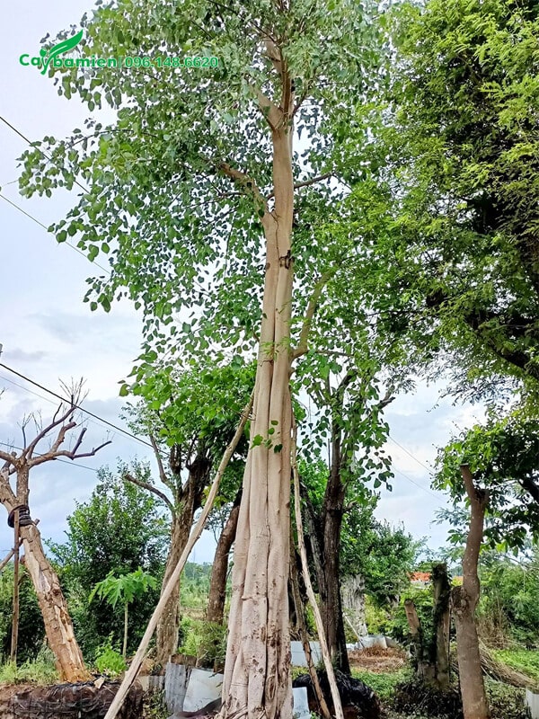 Thân cây cao thẳng vút, chiều cao khoảng 6 - 7m