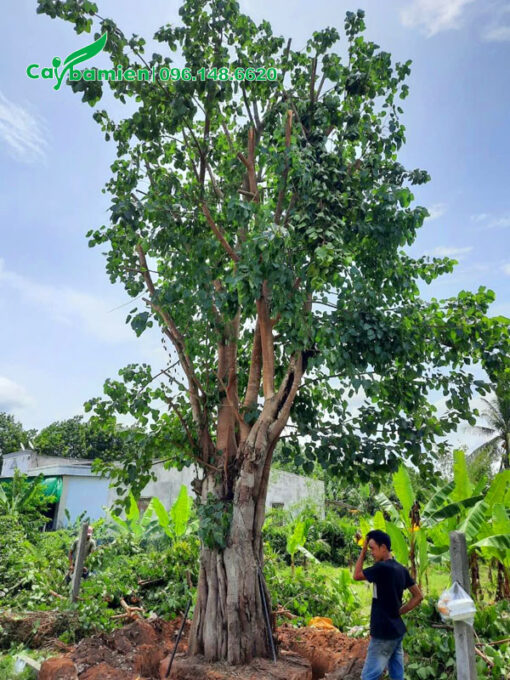 Đánh bầu cây bồ đề công trình lâu năm