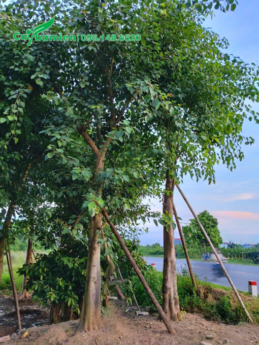 Cây Bồ Đề công trình cao 7m