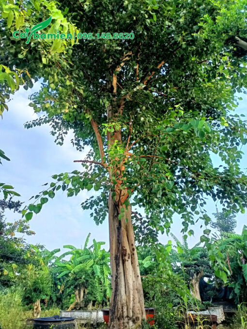 Hàng công trình đường kính gốc 45cm, cao 6m