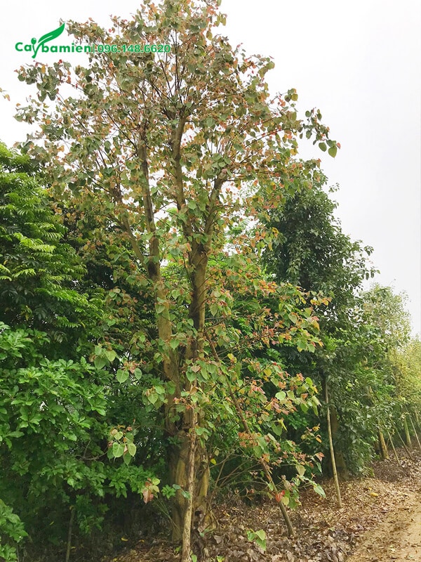 Hình ảnh cây Bồ Đề mùa thay lá và ra lộc non