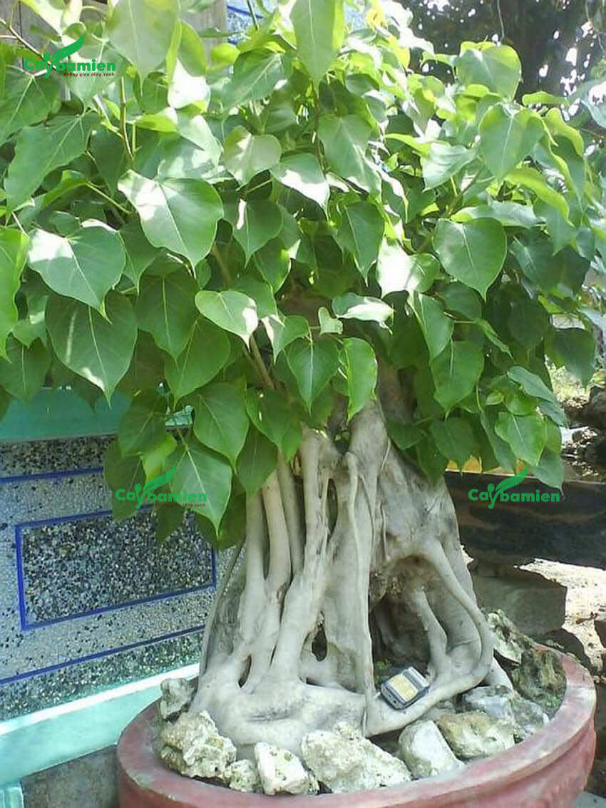 Bồ Đề bonsai lâu năm