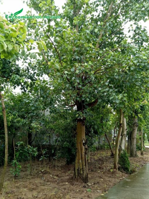 Cây có thân cao, tán lớn tạo khoảng xanh mát rộng
