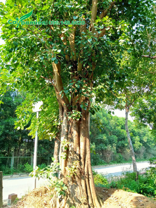 Cây thân đẹp, chiều cao khoảng 5 - 6m
