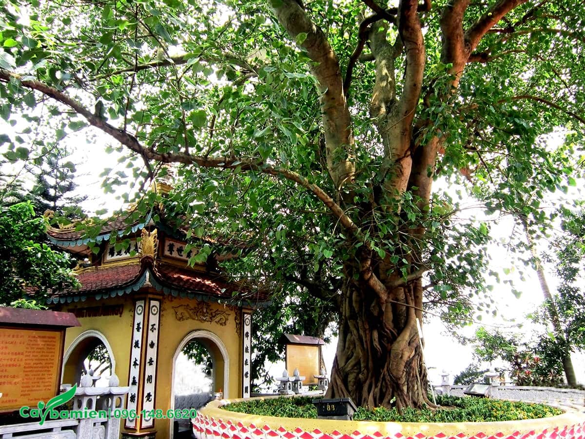 Cây Bồ đề trồng phía sân sau của chùa Trấn Quốc