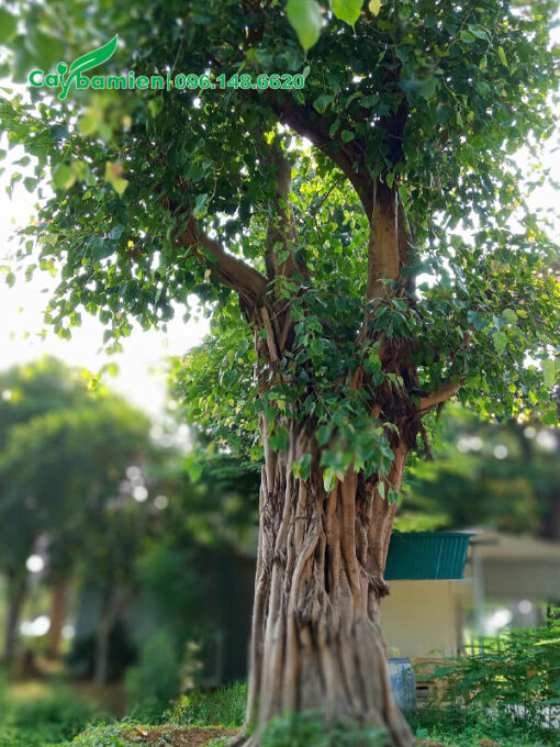 Vanh gốc khoảng 300, cây cao trên 5m