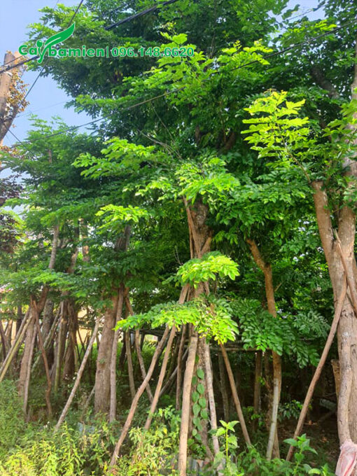 Giáng hương huyết cổ thụ