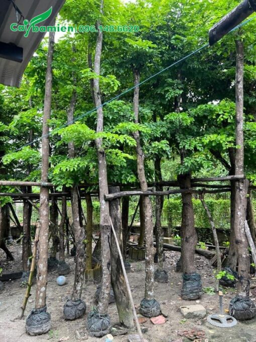 Cây giâm ủ đang bắt đầu phát triển cành và tán lá mới