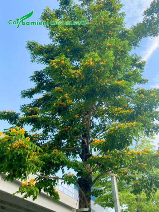 Cây Giáng Hương nở hoa đẹp