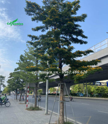 Cây Giáng Hương đuôi công trồng trên vỉa hè thành phố