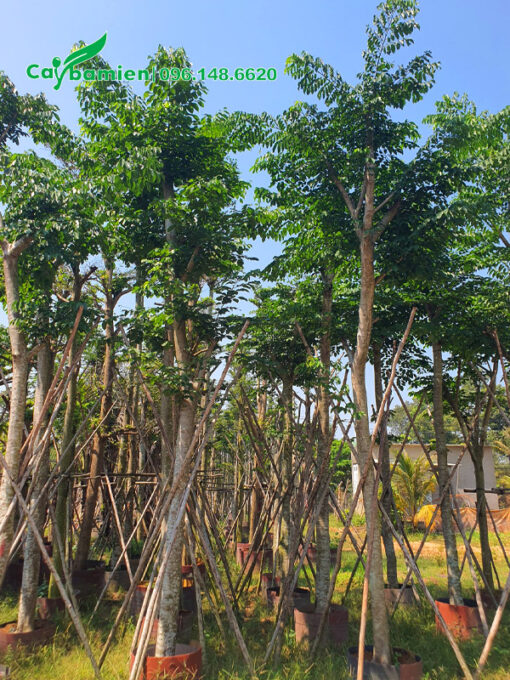 Cây Giáng Hương huyết cao 4 - 5m