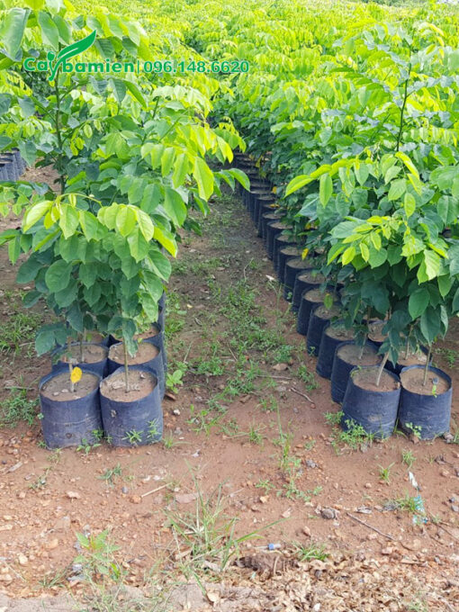 Giáng hương giống đẹp, chiều cao khoảng 50cm