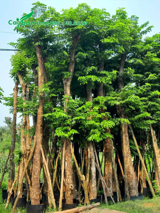 Giáng Hương huyết cổ thụ đã dưỡng ủ kỹ
