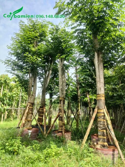 Vườn dâm ủ cây Giáng Hương đuôi công trong bầu nổi, cây lâu năm đường kính gốc từ 20cm trở lên