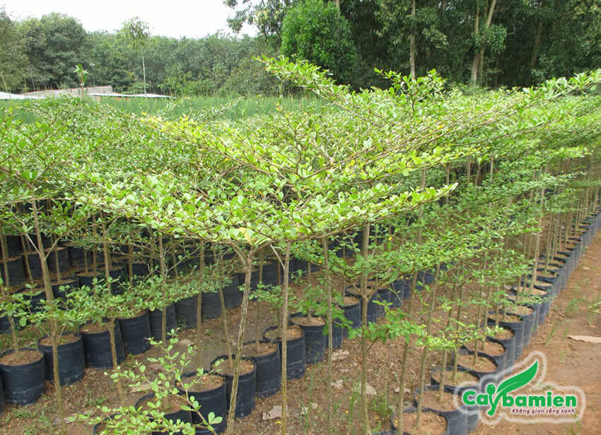 Bàng Đài Loan cây giống số lượng lớn tại vườm ươm