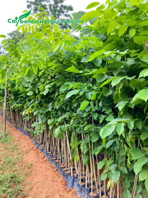 Cây giống giáng hương cao gần 1m