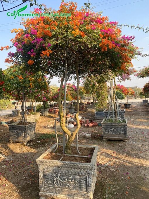 Cây hoa giấy cảnh dáng cao đẹp, tán tỉa tròn