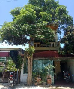 Cây hoa sữa