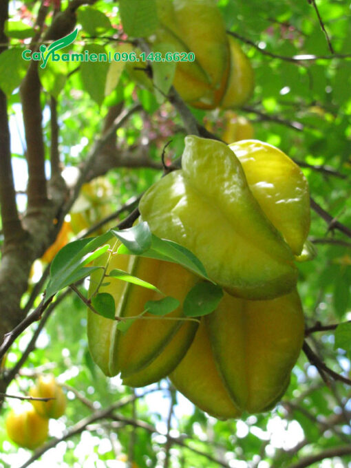Chùm Khế chín vàng quả to đẹp