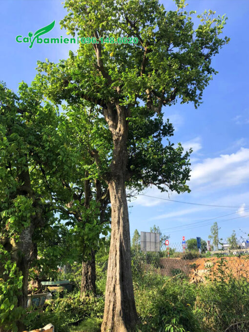 Cây Khế công trình vanh 90 - 100