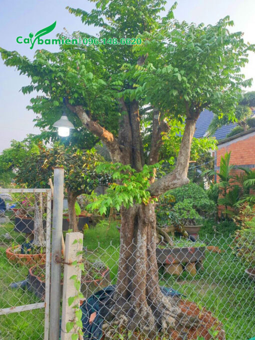 Cây Khế dâm ủ đã tỉa cành, tạo dáng
