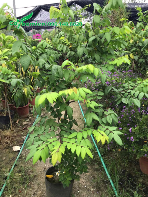 Cây giống Khế ngọt cao 70cm
