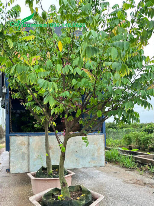 Khế cơm trồng sẵn trong chậu cao khoảng 2m5