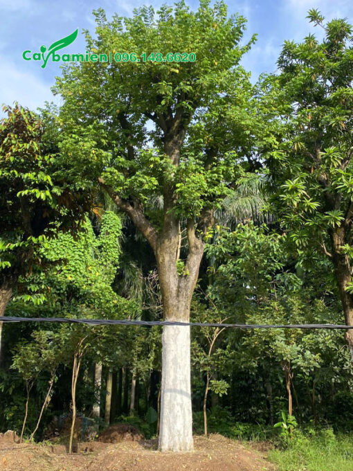 Cây Khế công trình dâm ủ lâu năm dáng thẳng đẹp