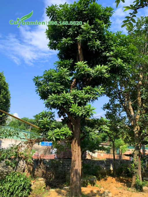 Cây Trứng Gà đẹp, cao hơn 5m, vanh 60 - 70