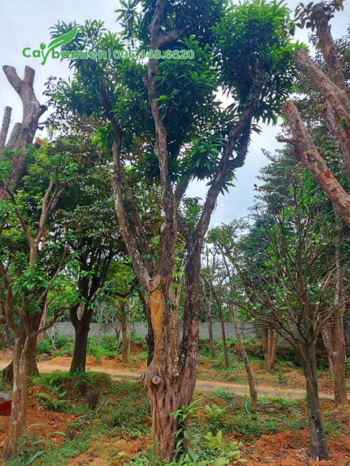 Cây Lê Ki Ma cổ thụ vanh 80 - 90